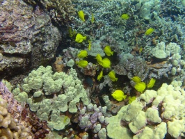 91  Yellow Tang IMG 2630